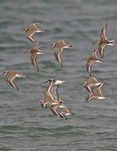 Ringed Plover-Dunlin