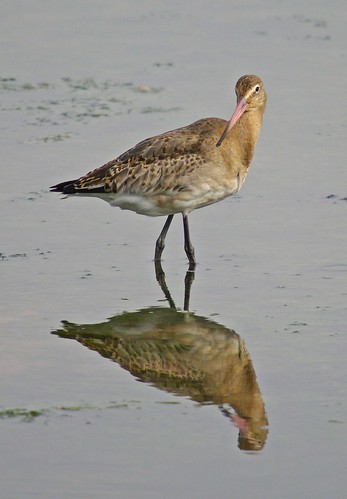 Black Tailed Godwit