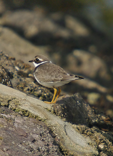 Ringed Plover