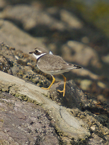 Ringed Plover 2