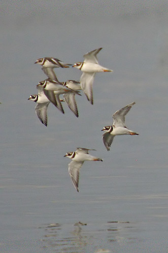 Ringed Plover in flight