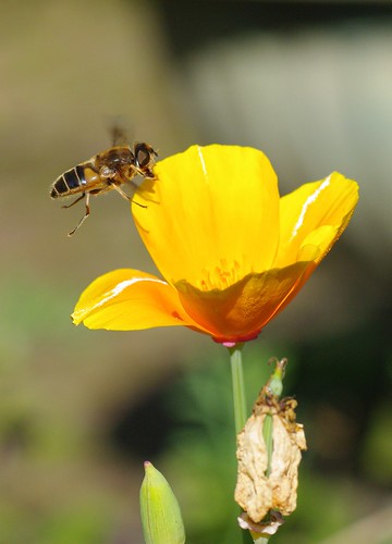 Drone Fly Estralis sp.