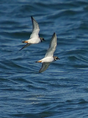 Ringed Plover
