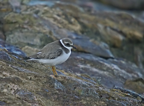 Ringed Plover