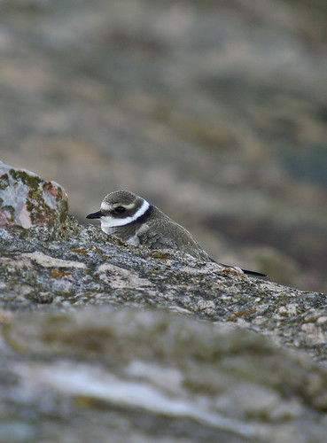 Ringed Plover