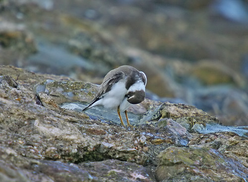 Ringed Plover