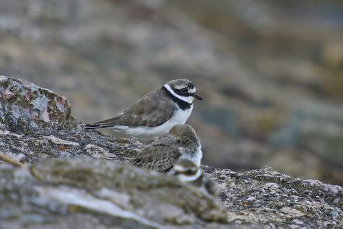 Ringed Plover