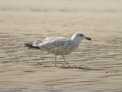 Juvenile Great Black Backed Gull