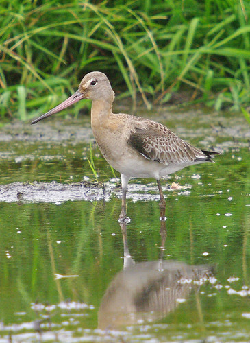 Black-tailed Godwit