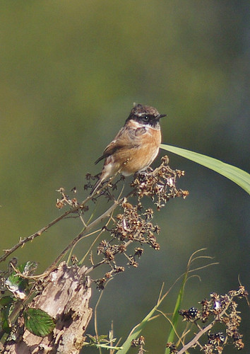 Stonechat
