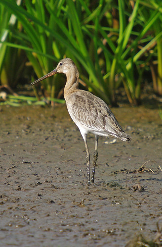 Black-tailed Godwit