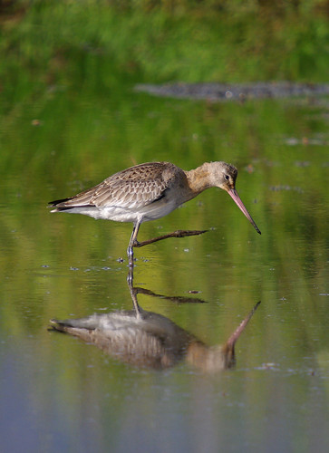 Black-tailed Godwit