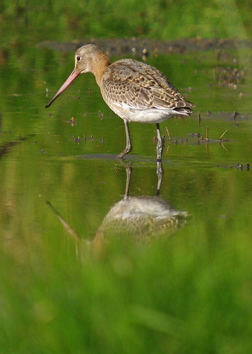 Black-tailed Godwit