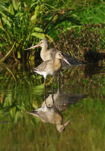 Black-tailed Godwit