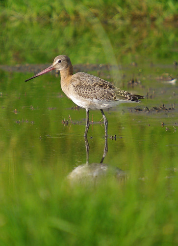 Black-tailed Godwit