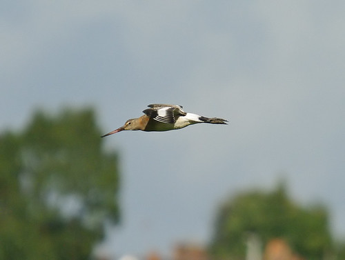 Black-tailed Godwit