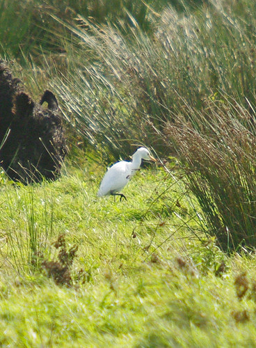 Cattle Egret