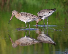 Black-tailed Godwit
