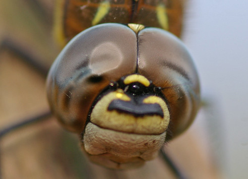 Migrant Hawker