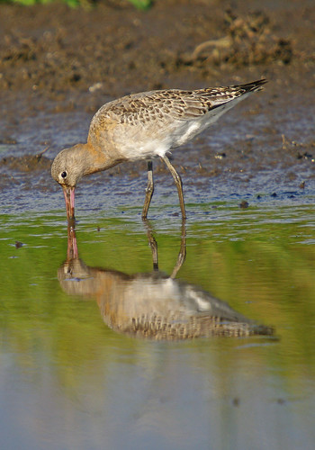 Black-tailed Godwit