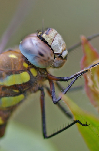 Migrant Hawker