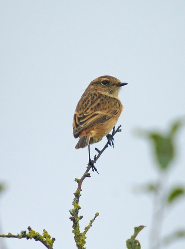 Stonechat