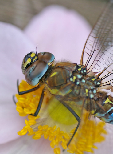 Migrant Hawker