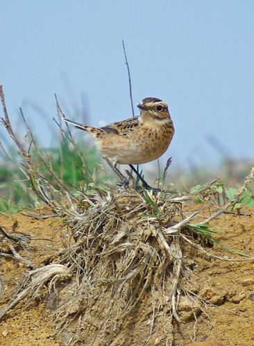 Whinchat Algarve 2008