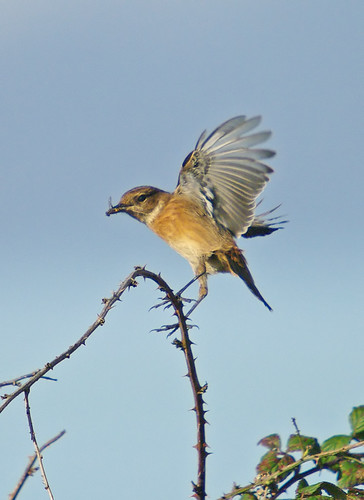 Stonechat with Brindled Hoverfly, Exminster UK