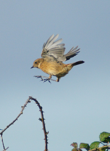 Stonechat  lands Exminster UK