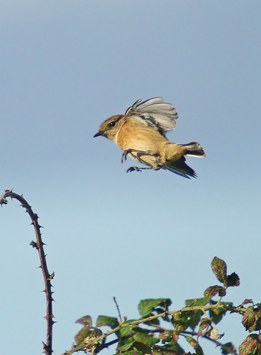 Stonechat landing, Exminster UK