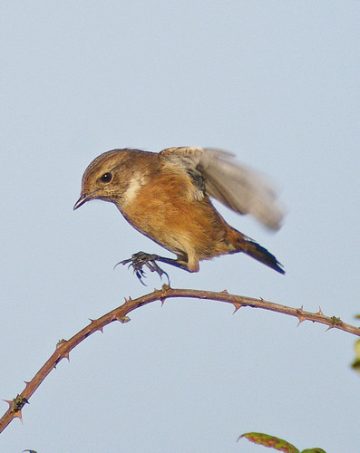 Stonechat