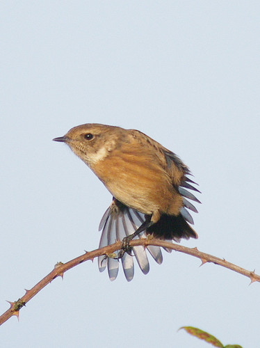 Stonechat