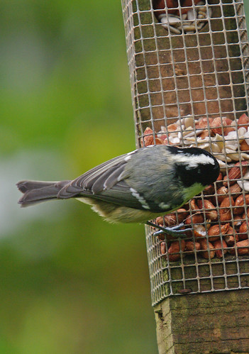 Coal Tit