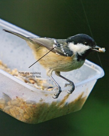 Coal Tit - Parus ater