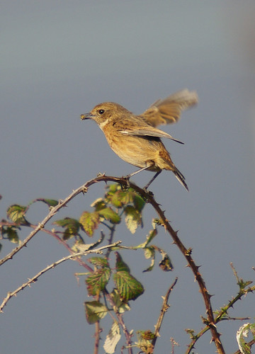 Stonechat