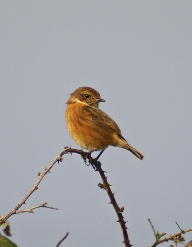Stonechat