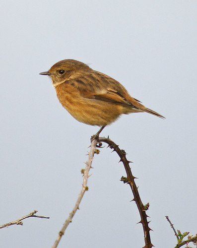 Stonechat
