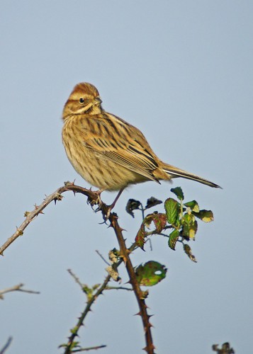 Reed Bunting