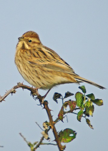 Reed Bunting