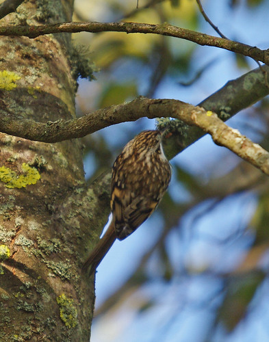 Treecreeper