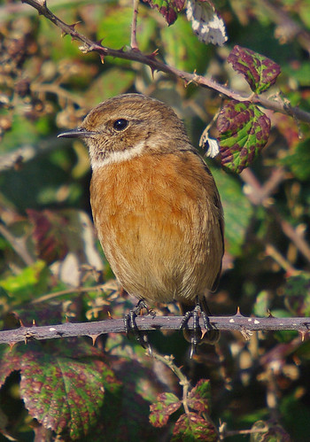 Stonechat 