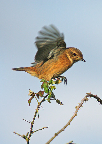 Stonechat