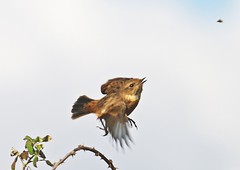 Stonchat  chasing a  fly!