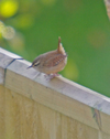 Wren_1 Wren_1