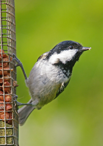 Coal tit 
