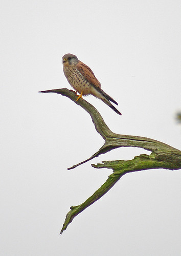 Kestrel