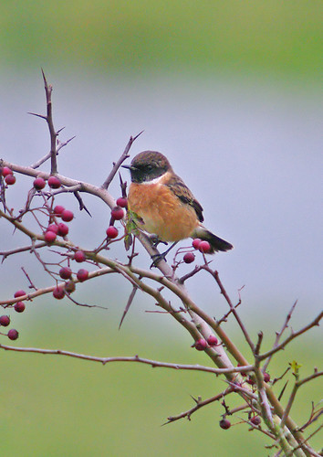 Stonechat Cock