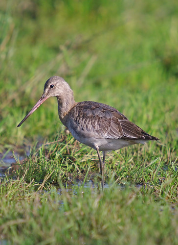 Black - tailed Godwit