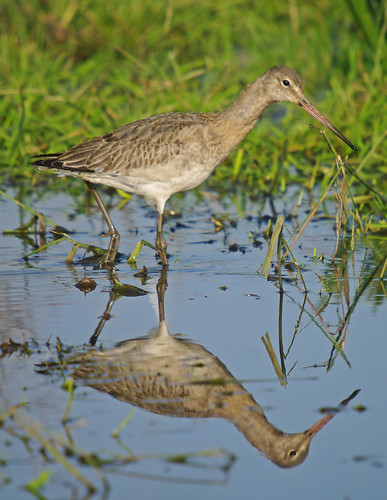 Black - tailed Godwit
